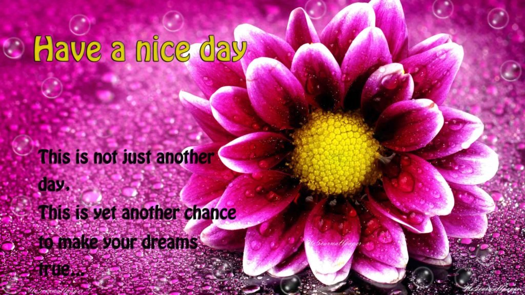 Have A Nice Day Images Wishes Quotes 9to5 Car Wallpapers